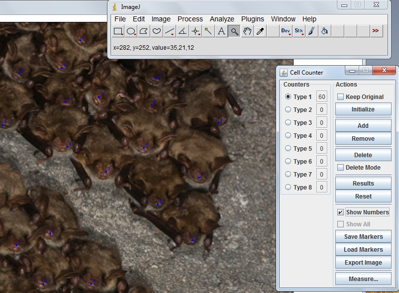 Counting Myotis myotis clusters from photos.